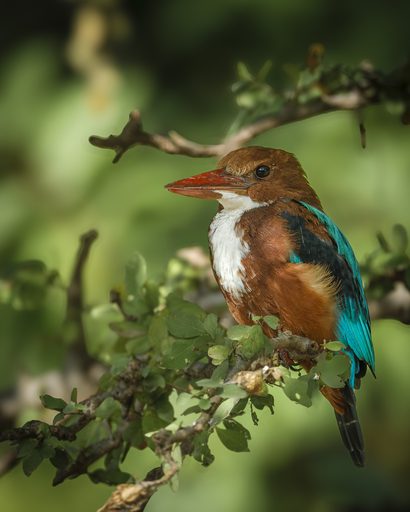 White-throated (White-breasted) Kingfisher
