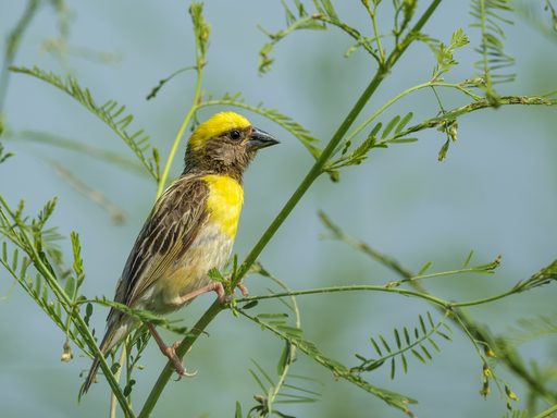 Baya Weaver at the Nest