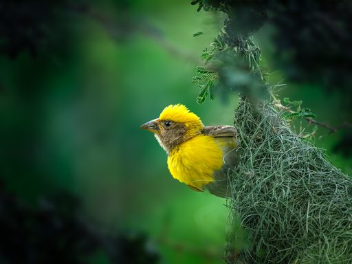 Baya Weaver with Grass Blade