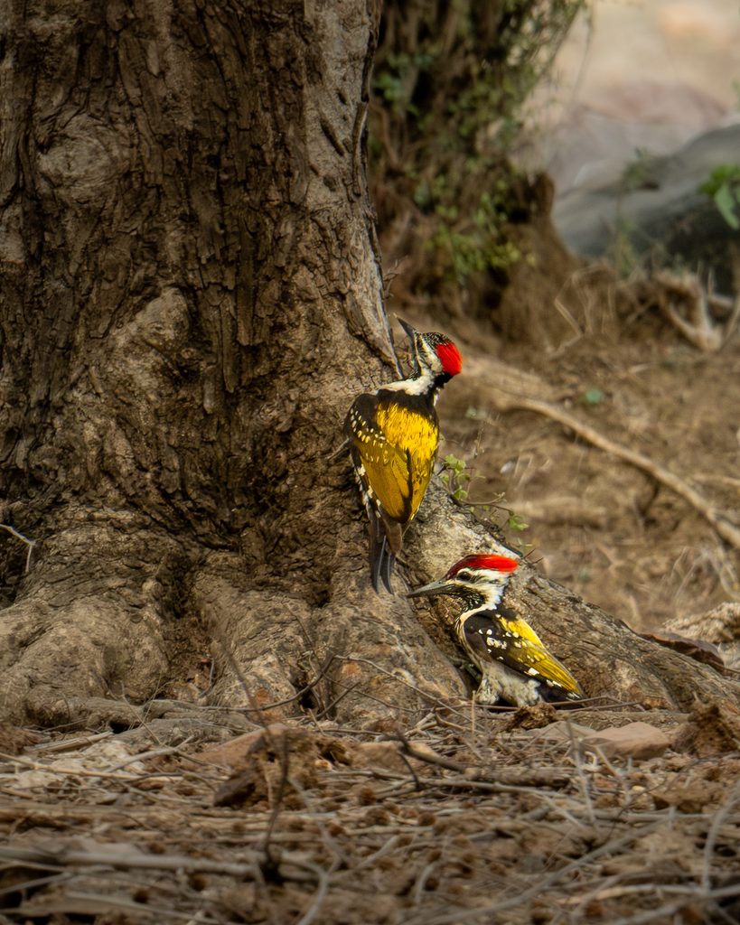 Black-rumped Flameback on Trunk