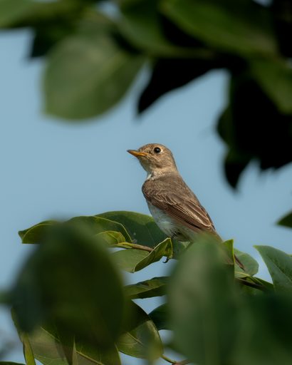 Brown-breasted Flycatcher in Shade