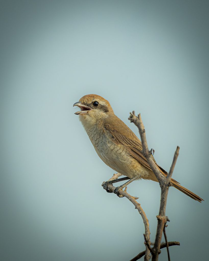 Brown Shrike on a Thorn