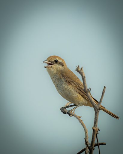 Brown Shrike on a Thorn