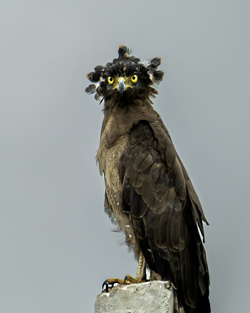 Crested Serpent Eagle, Rainforest Edge