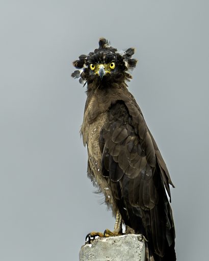 Crested Serpent Eagle, Rainforest Edge