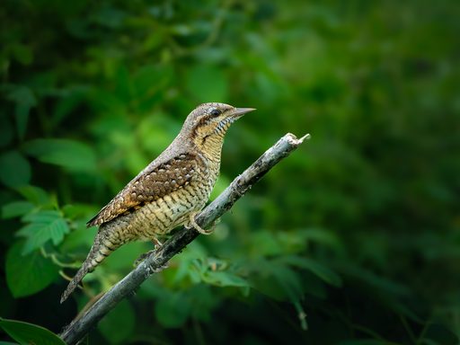 Eurasian Wryneck on Trunk