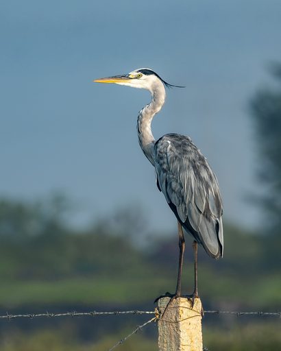 Grey Heron, Still Water