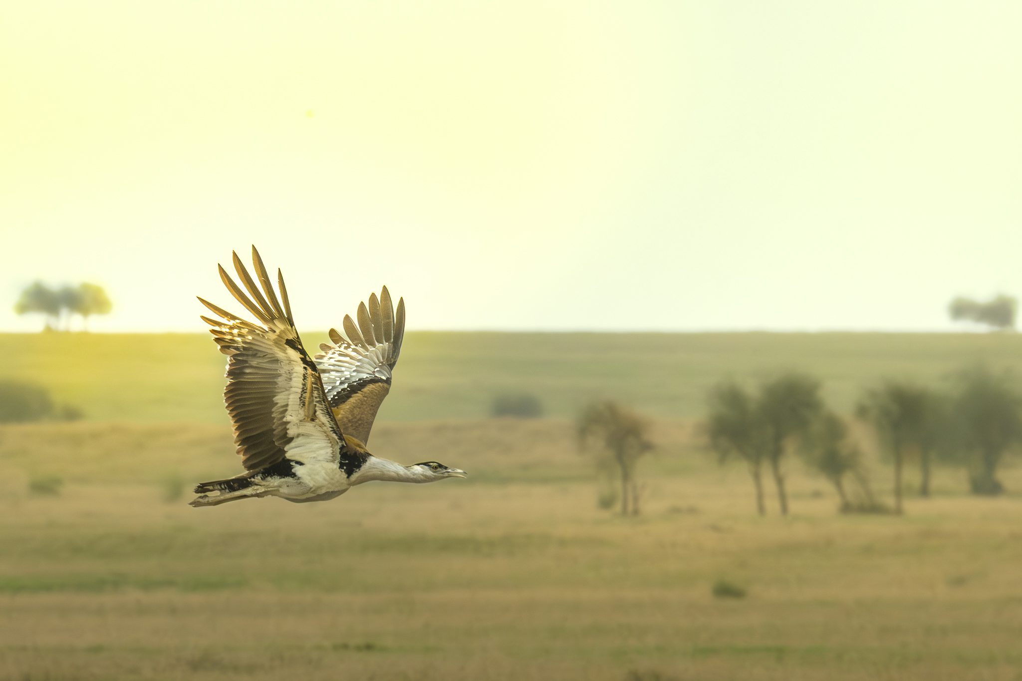 Featured wildlife photograph: Great Indian Bustard at Dusk