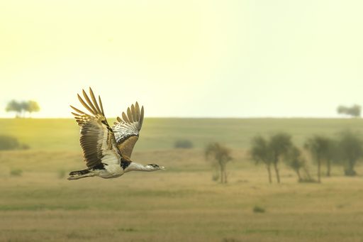 Great Indian Bustard at Dusk