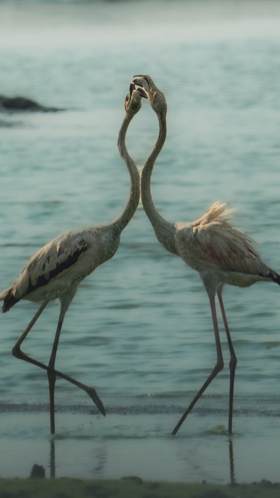 Greater Flamingo in Pastel Light