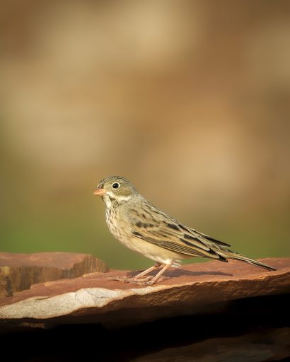 Grey-necked Bunting on Stone