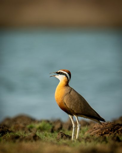 Indian Courser in Short Grass