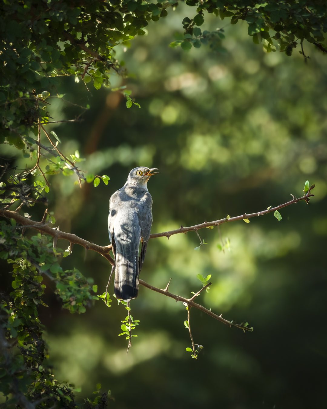 Featured wildlife photograph: Indian Cuckoo in Monsoon Light