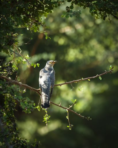Indian Cuckoo in Monsoon Light