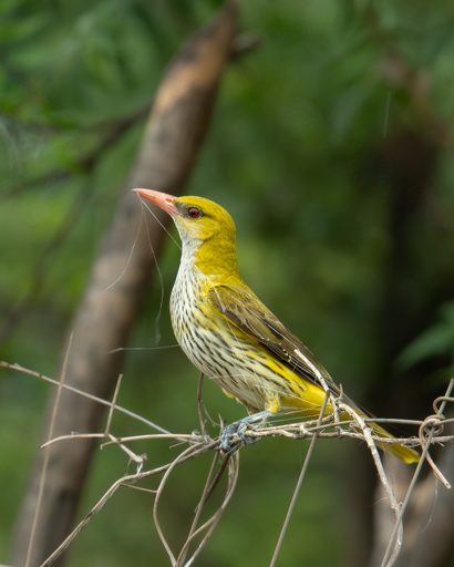 Indian Golden Oriole in Foliage