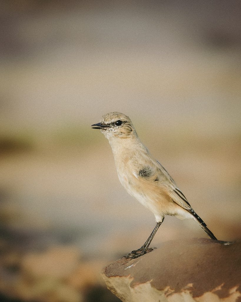 Isabelline Wheatear on the Mound