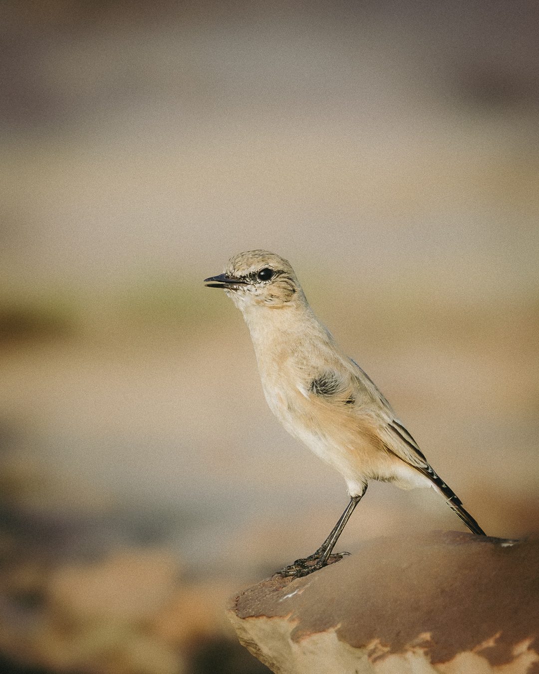 Featured wildlife photograph: Isabelline Wheatear on the Mound