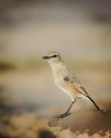 Isabelline Wheatear on the Mound