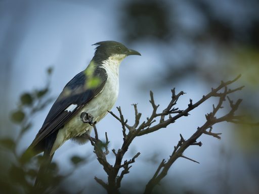 Jacobin (Pied) Cuckoo — Harbinger of Monsoon