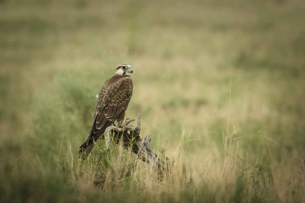 Laggar Falcon on Watch