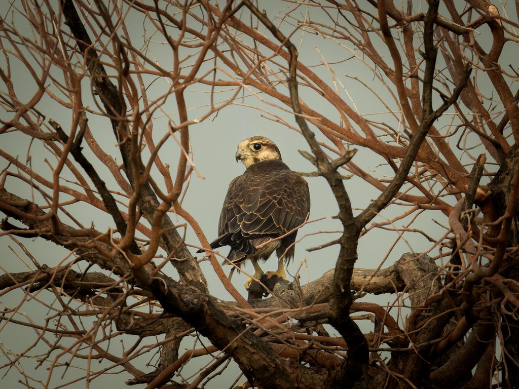 Laggar Falcon, Desert Sentinel