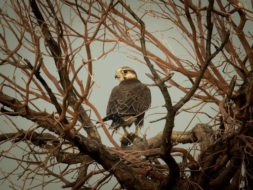 Laggar Falcon, Desert Sentinel