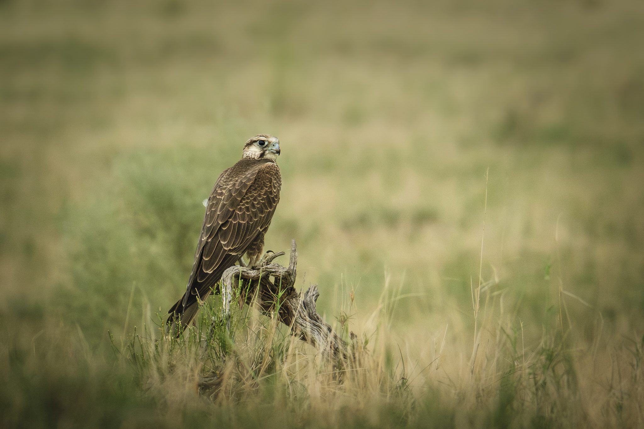 Featured wildlife photograph: Laggar Falcon on Watch