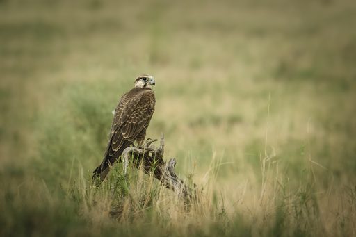Laggar Falcon on Watch