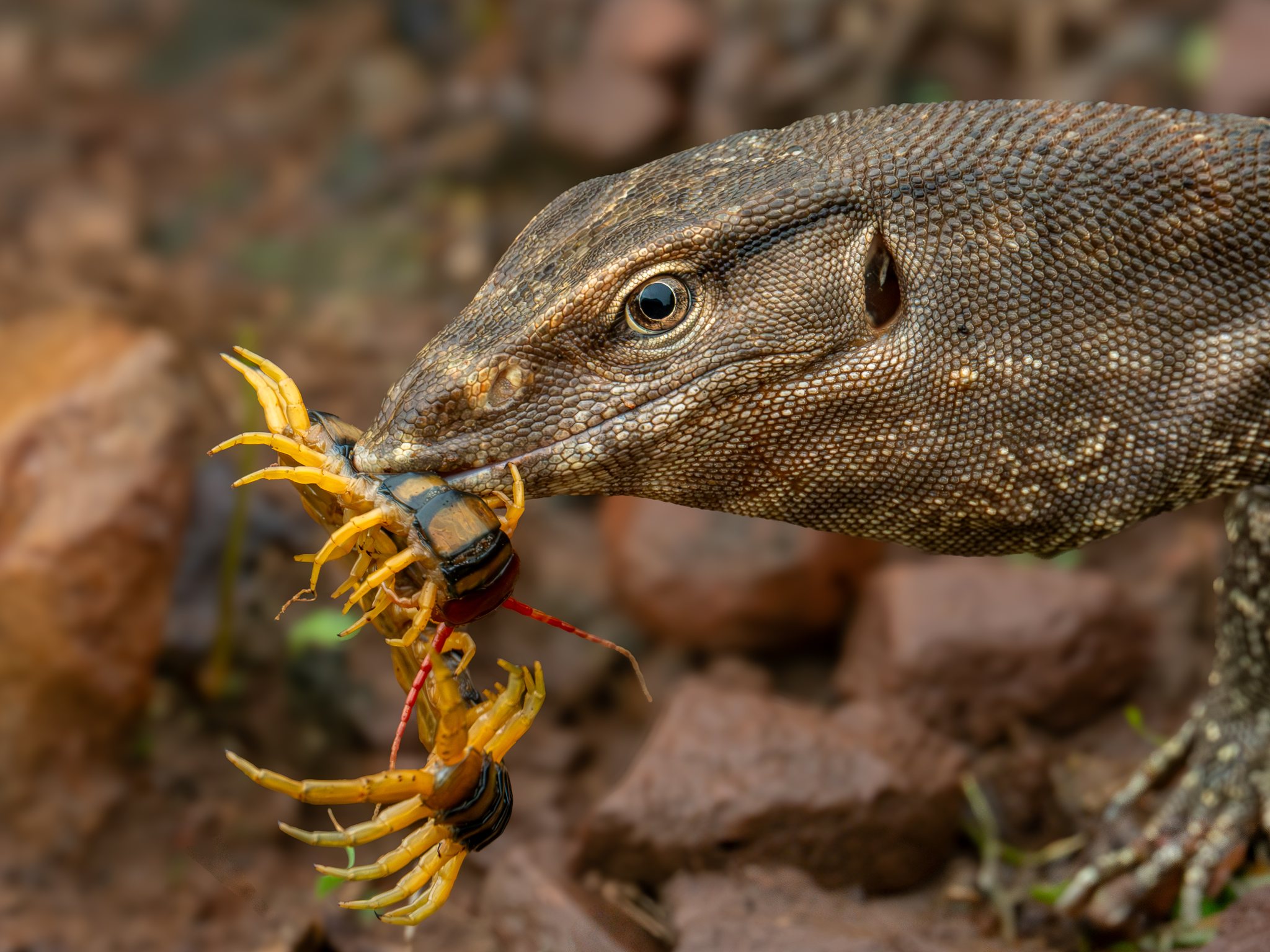 Bengal monitor feeding in leaf litter