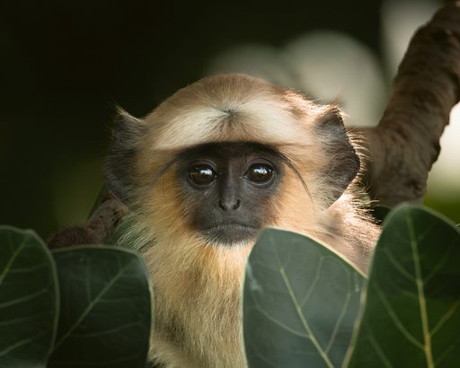 Northern Plains Gray Langur Portrait
