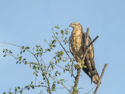 Oriental Honey-buzzard, Forest Edge