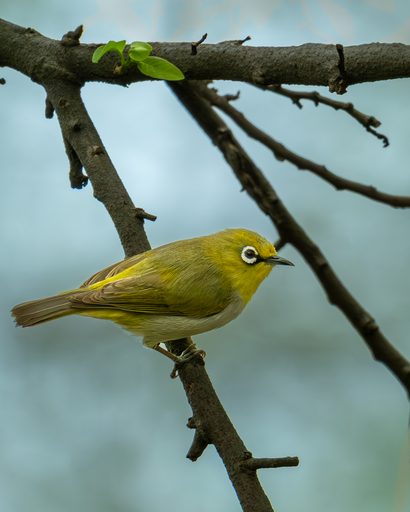 Indian (Oriental) White-eye