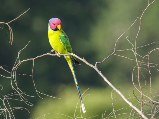 Plum-headed Parakeet in Canopy