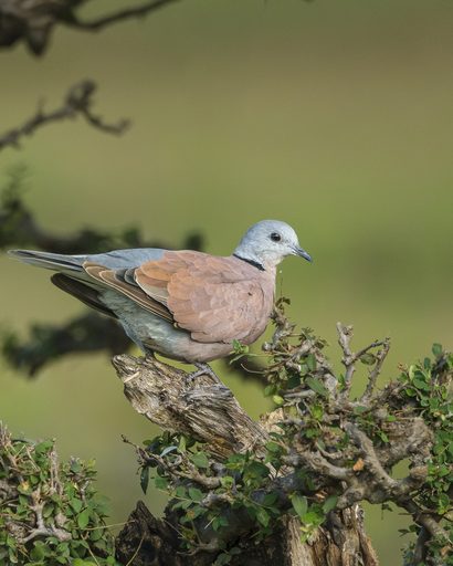 Red Collared-Dove in Soft Light