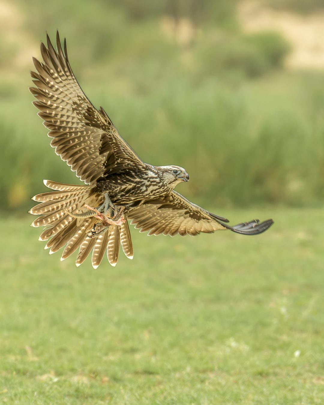 Featured wildlife photograph: Saker Falcon, Winter Visitor