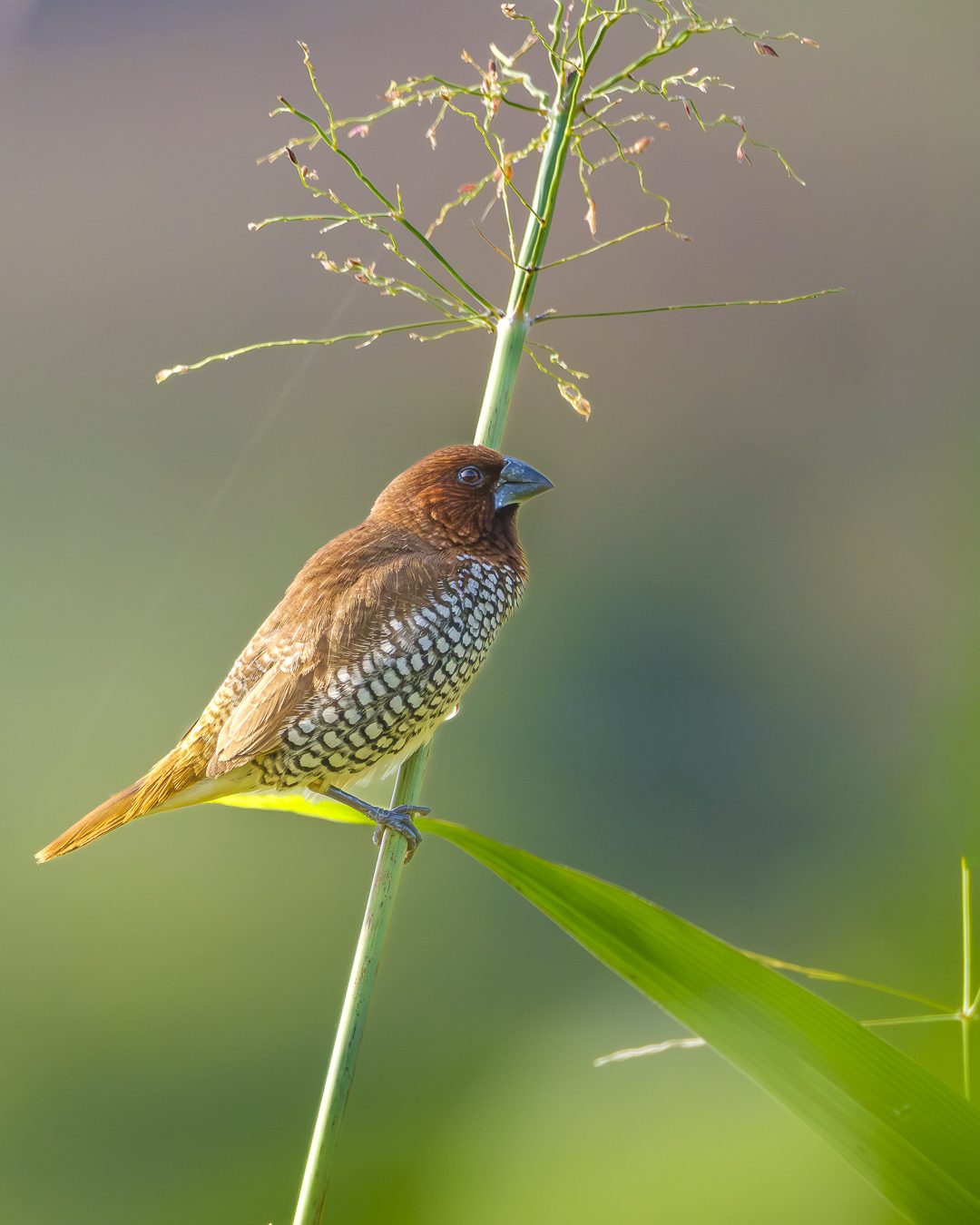 Featured wildlife photograph: Scaly-breasted Munia on Grass