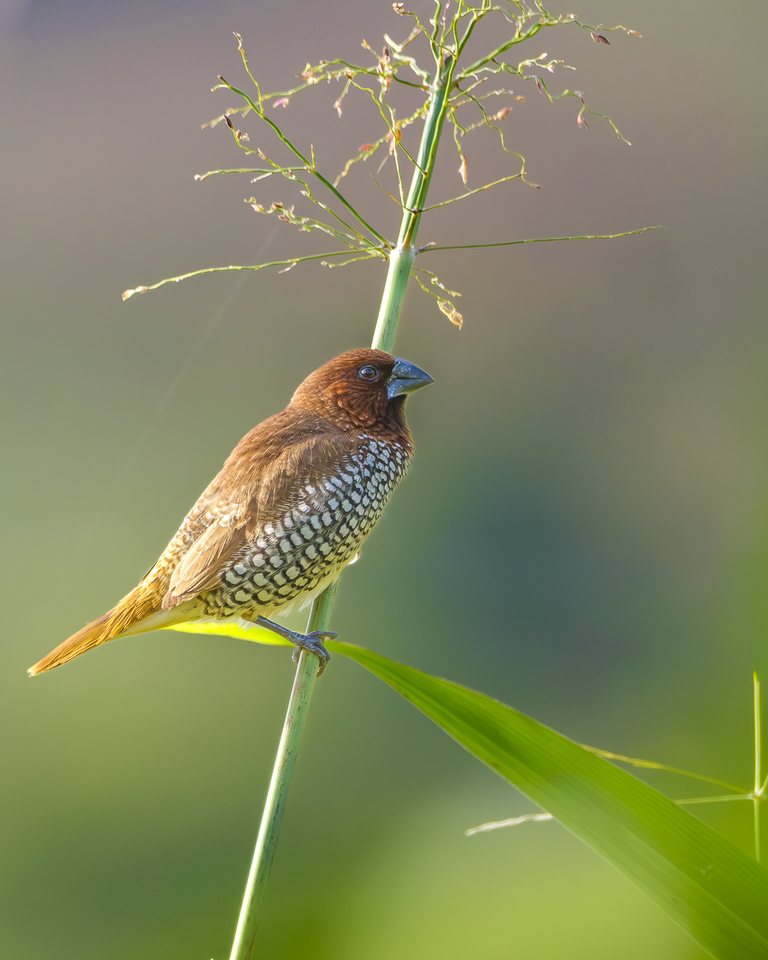Scaly-breasted Munia on Grass