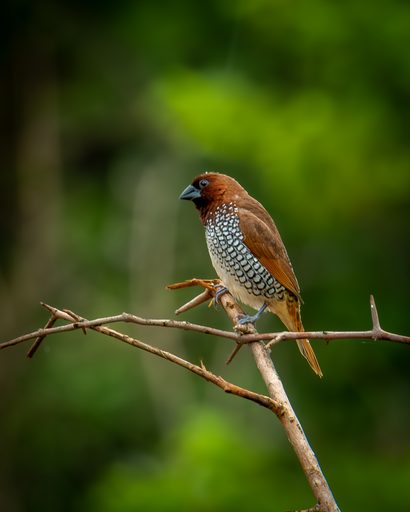 Scaly-breasted Munia Pair