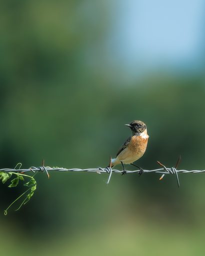Siberian Stonechat in Amber Grass