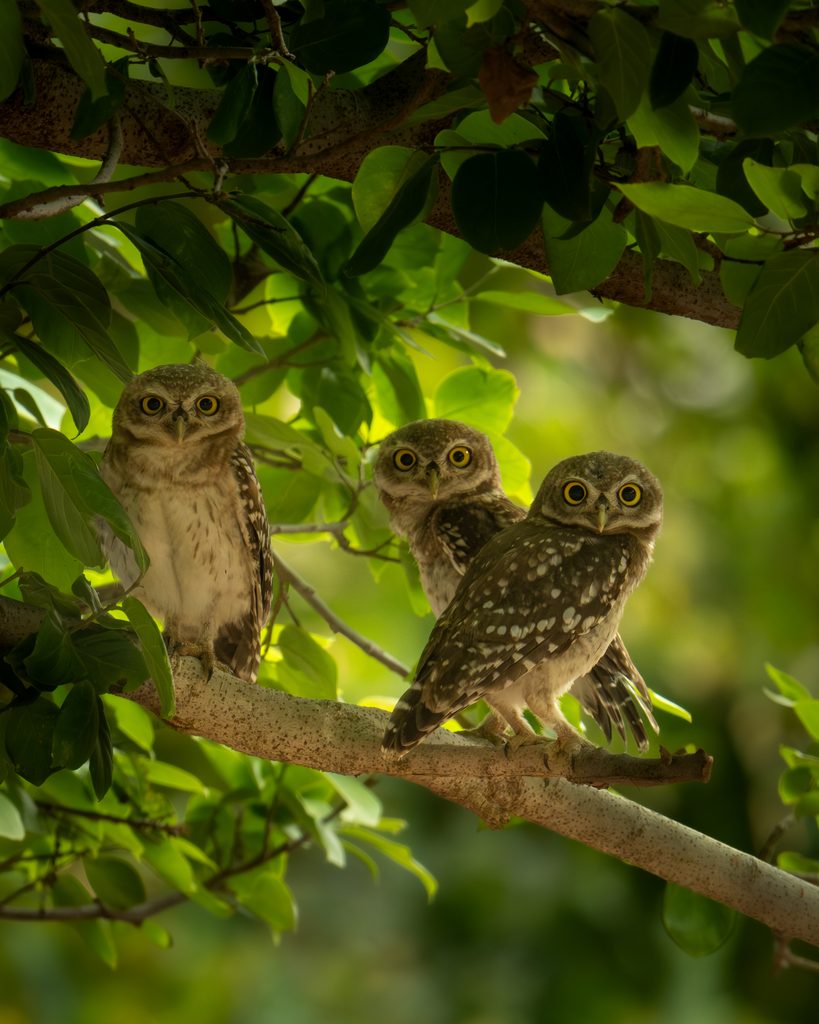 Spotted Owlet—Morning Perch