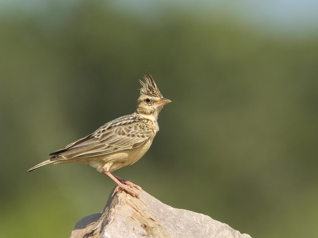 Tawny Lark—Side-light Study