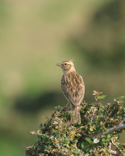 Tawny Lark, Desert Edge