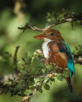 White-throated (White-breasted) Kingfisher