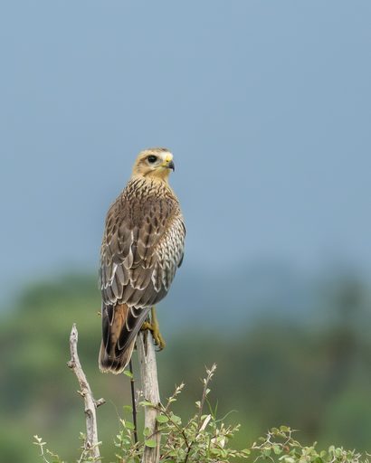 White-eyed Buzzard in Golden Hour
