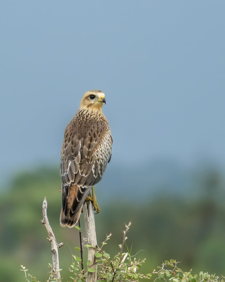 White-eyed Buzzard in Golden Hour