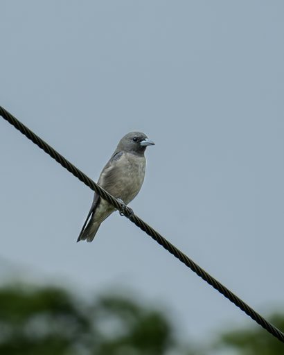 Ashy Woodswallow, Overcast Mood