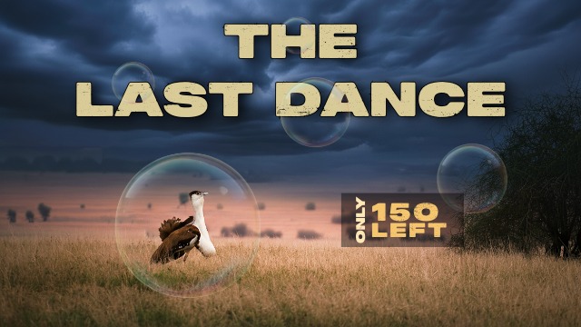 Documentaries portfolio cover